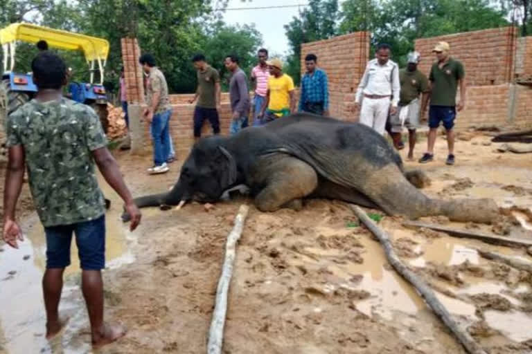 treatment-of-sick-elephant-continues-in-korba