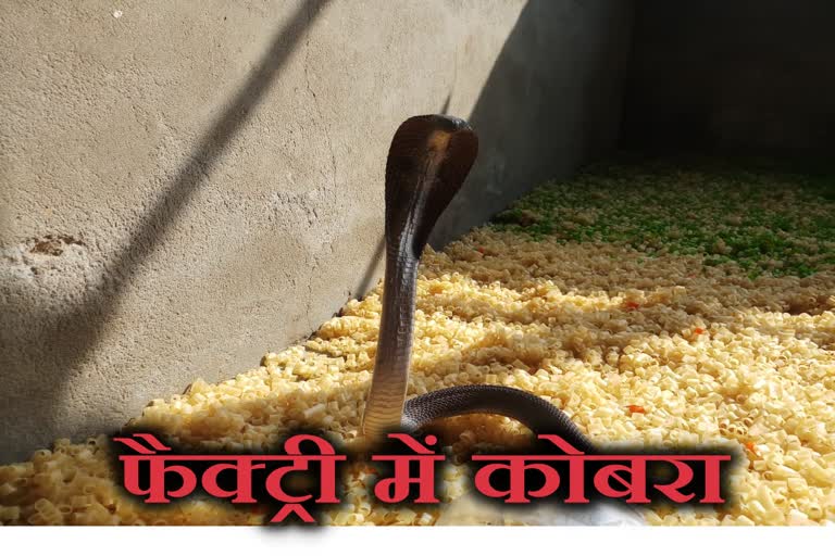 राजस्थान न्यूज, kota news, cobra in factory