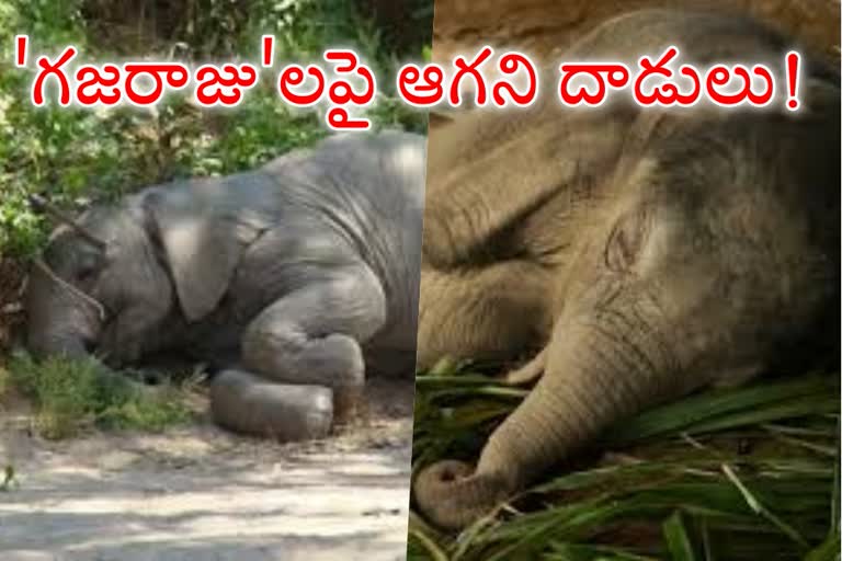 Two elephants found dead inside reserve forest in Odisha