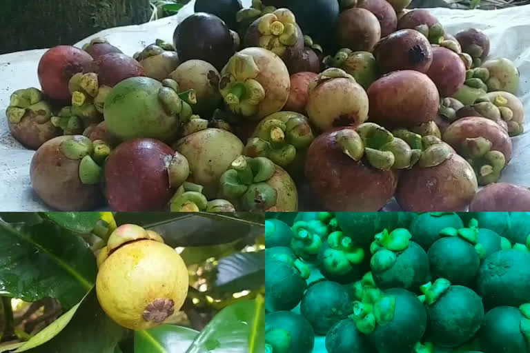 pathanamthitta  konni  mangosteen  പത്തനംതിട്ട