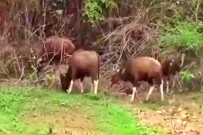 group of gaur found near mohera bridge