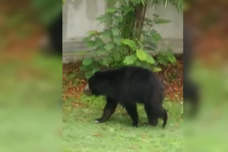 Bear entering the house