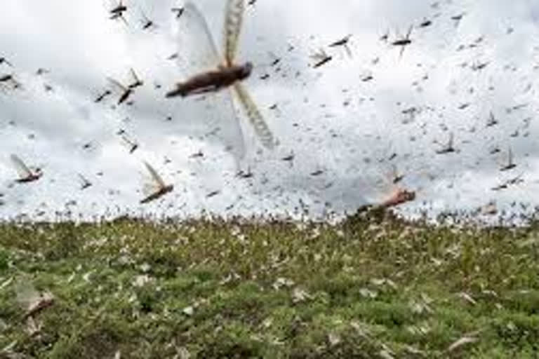 Lakhs of locusts killed