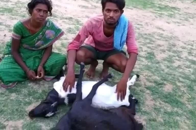 Leopard killed two goats in kalyanadurgam