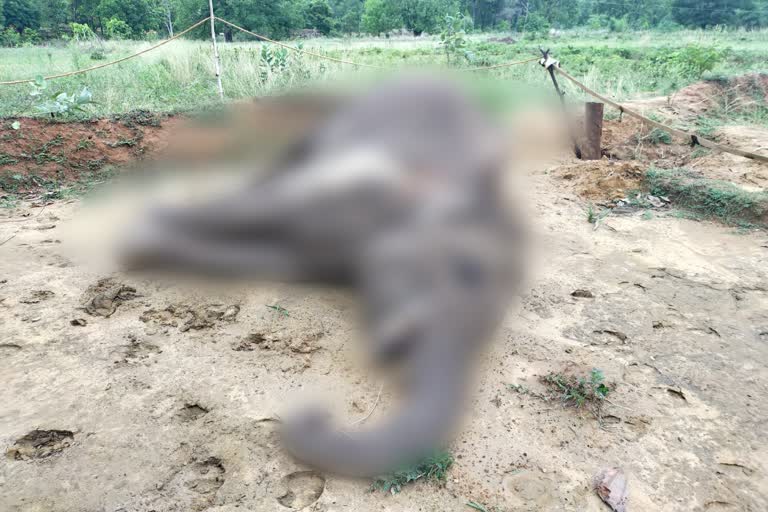 elephant died due to current in raigarh