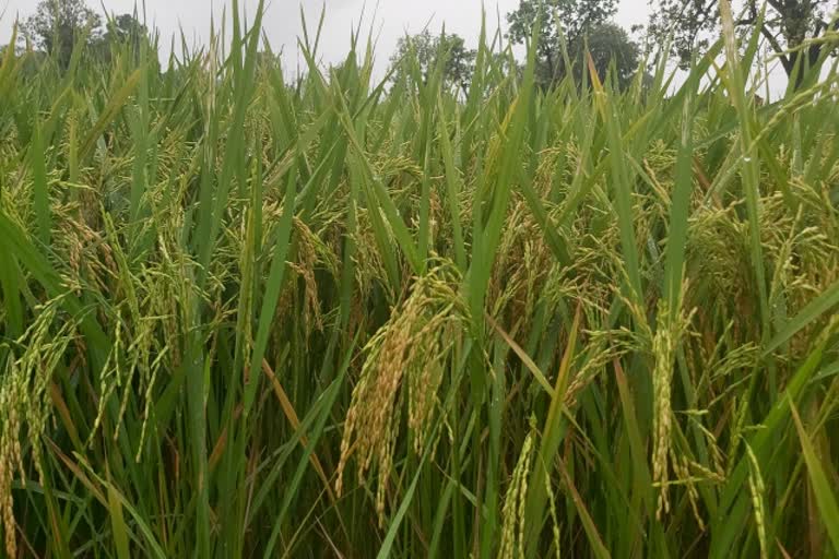 Farming of paddy in Ramgarh