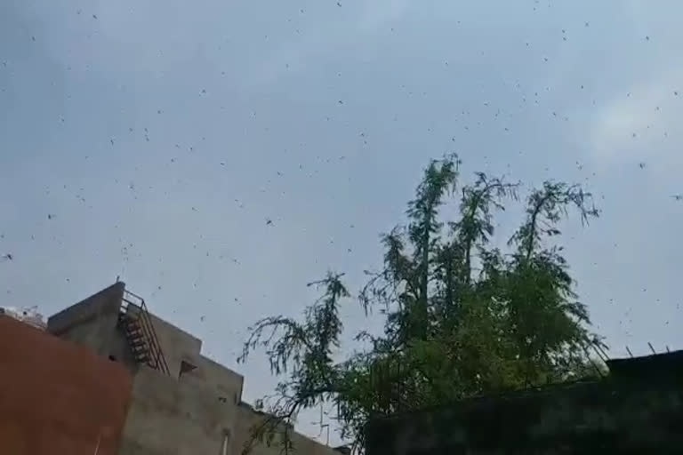 डूंगरपुर न्यूज, डूंगरपुर में टिड्डी अटैक, locust attack in dungarpur, Dungarpur News