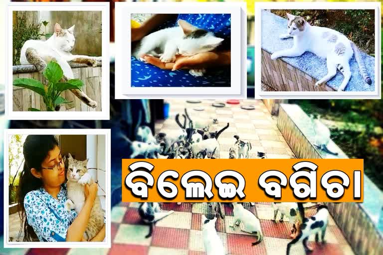 cat-lover-panda-family-from-balasore-keep-40-cat