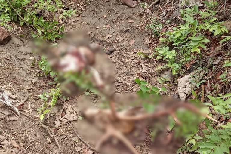 spotted deer hunting chandrapur  chandrapur latest news  chandrapur hunting news  चंद्रपूर चितळ शिकार  चंद्रपूर लेटेस्ट न्यूज