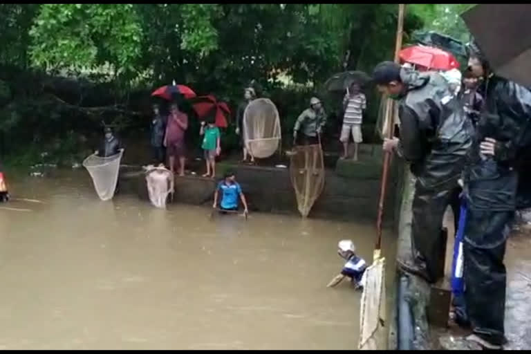 Crowd of people to catch climbing fish in sindhudurg