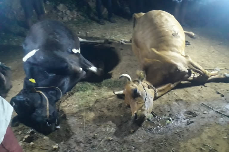 cows Death Food  poisoning