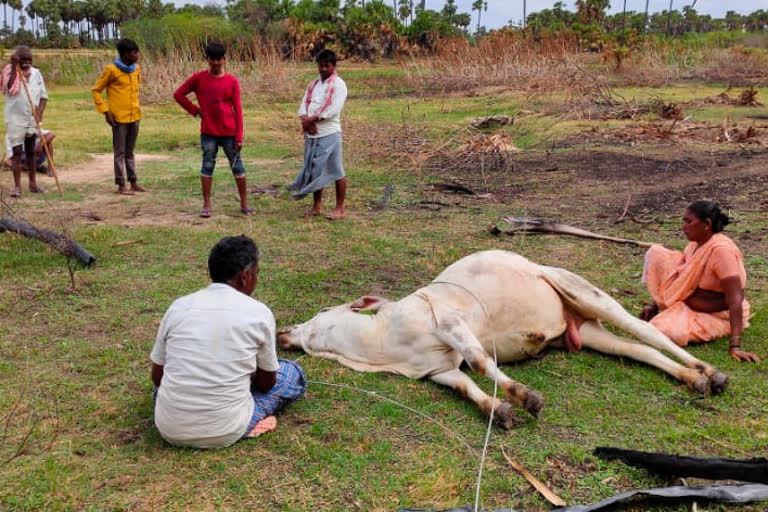 విద్యుదాఘాతంతో వ్యవసాయ కోడె మృతి