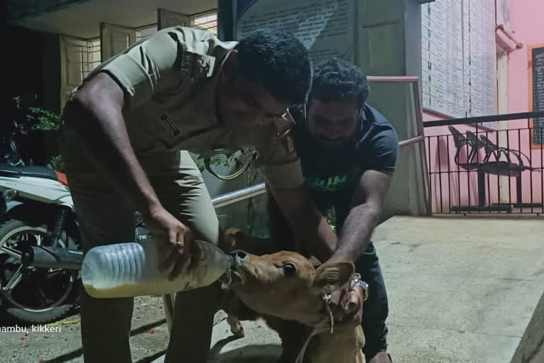 Calf who was ill without food help mandya police