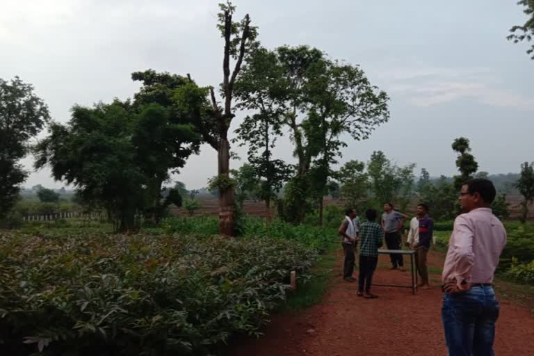 locust swarm in Khairagarh