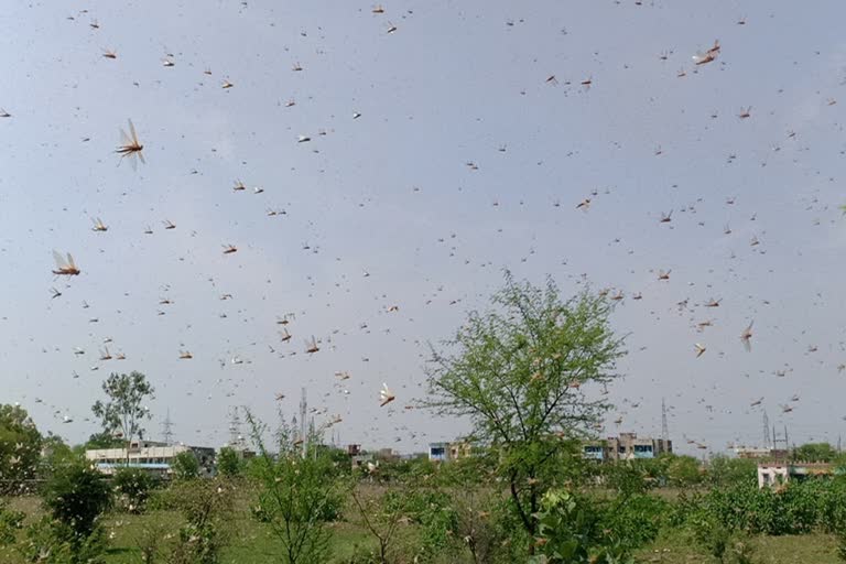 Locust attack in Damoh