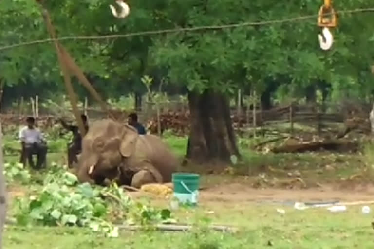 Cranes help to save elephant