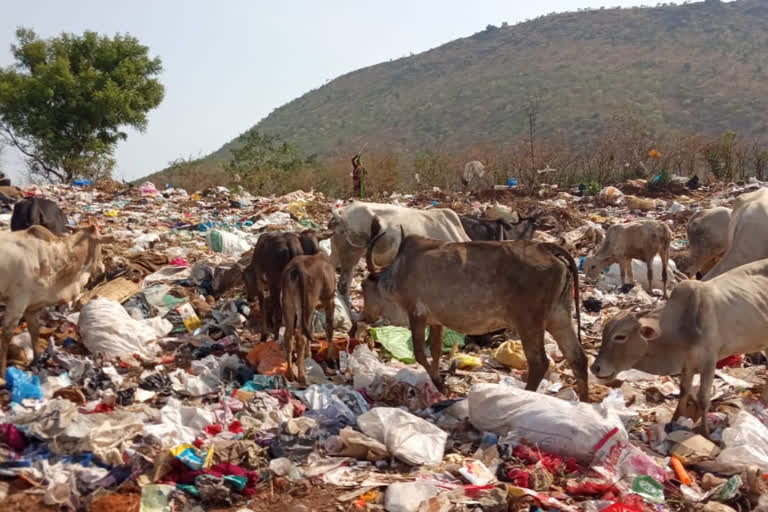 Cattles were Dying by eating of waste plastics