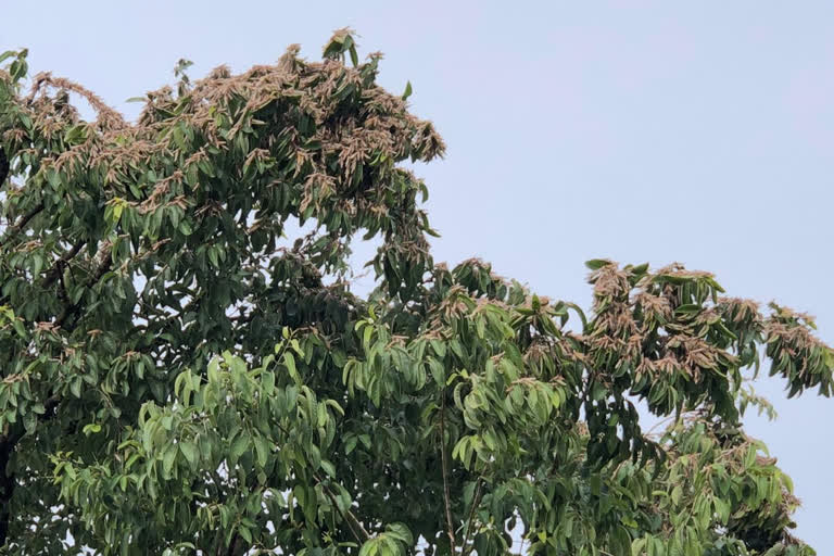 Locust attack in Kawardha district