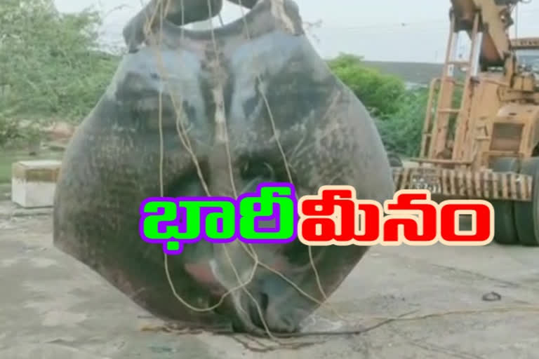 Gilakdalashandi Fisher men Found three tons weight take Fish in krishna district