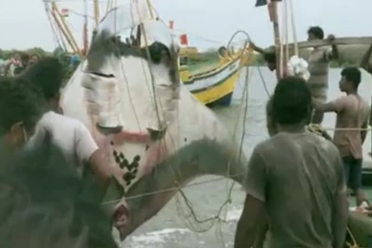 WATCH: Giant stingray fish caught in Andhra Pradesh