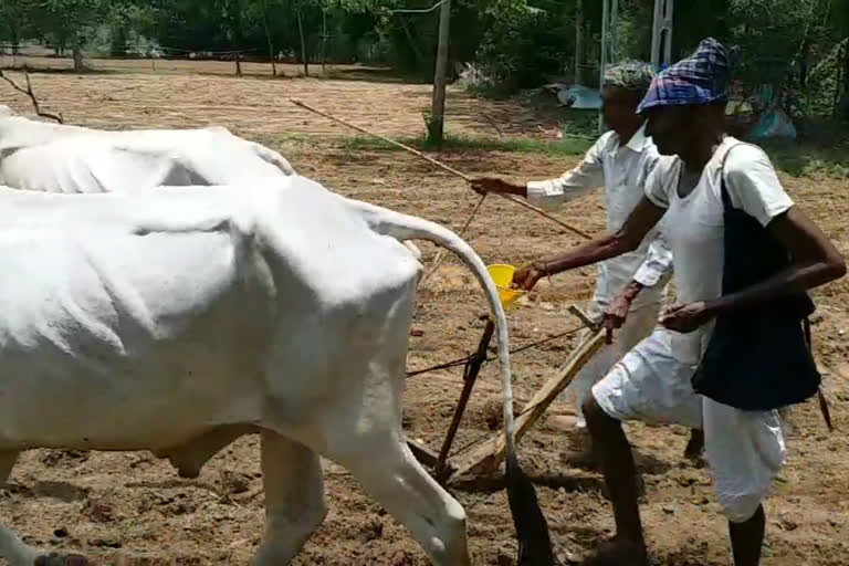 Mahisagar, farmers