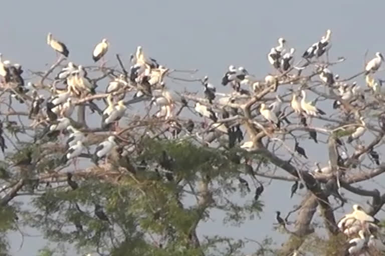 Migratory birds arrive in Chhattisgarh