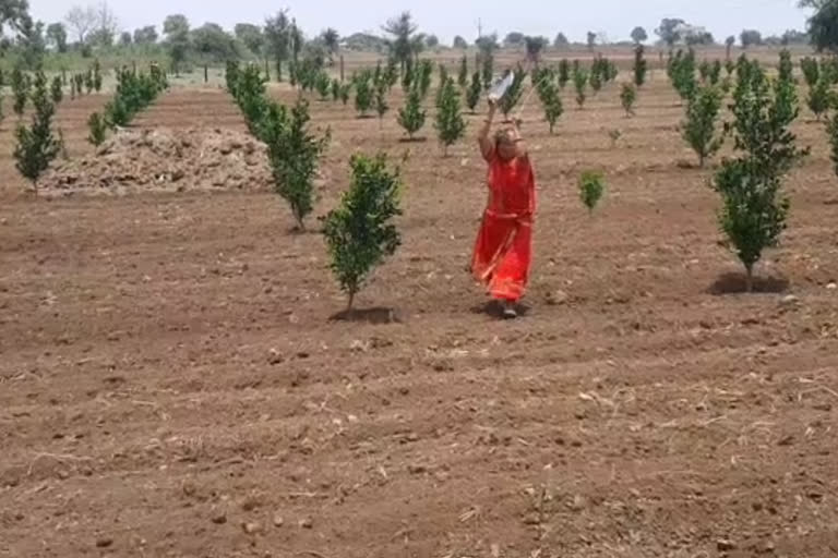 locusts party attacked