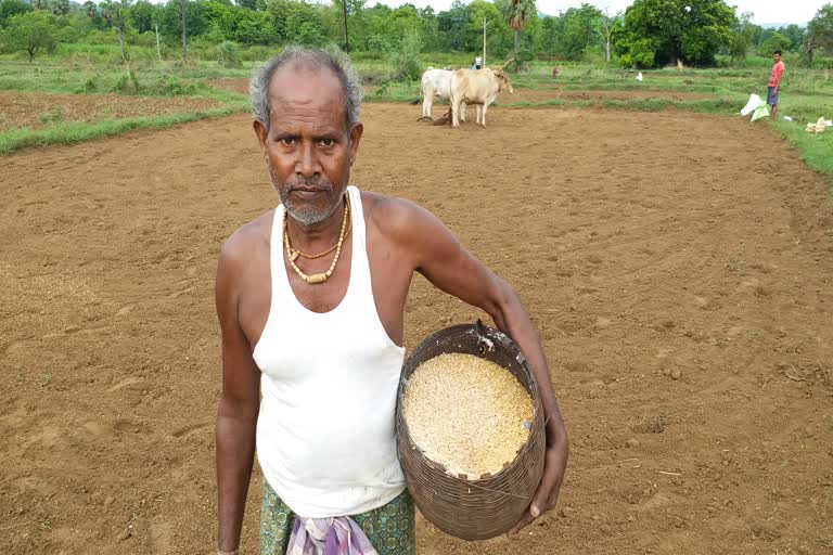 farmers-are-sowing-paddy