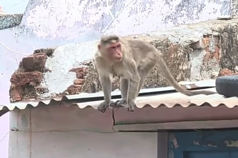 People are bored with the monkey problem in Khanapur