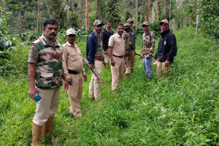 Elephant attacks forest officials on coffee plantation