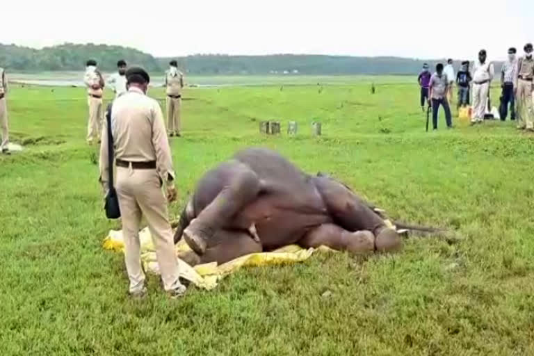 according to Postmortem report Little elephant died due to suffocation at dhamtari