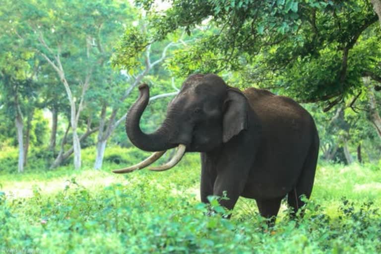 tusker-elephant-crushed-the-beat-watcher-in-karakot-nandaur-sanctuary-range