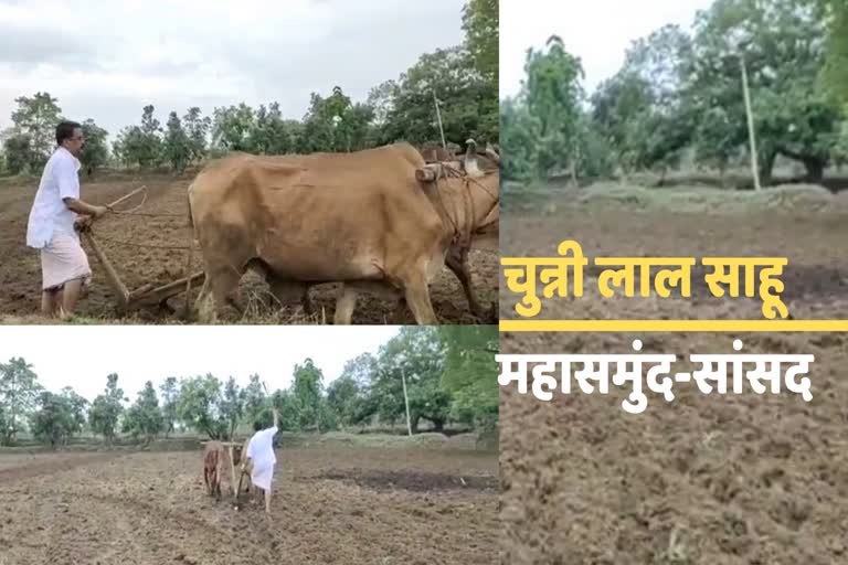 mp-chunnilal-sahu-is-farming-his-fields-in-mahasamund