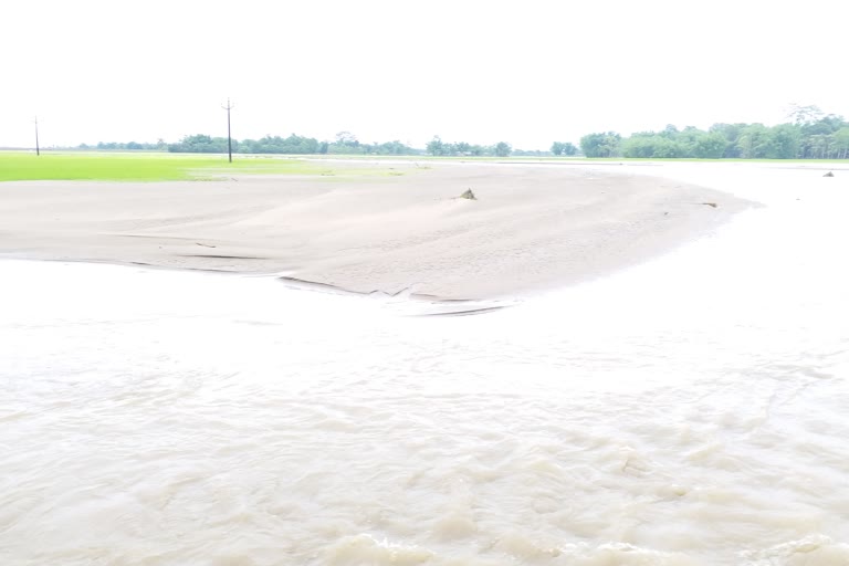 বানৰ বাবেই পথৰ ওপৰত মৰণা মাৰিছে কৃষকে, নষ্ট হৈছে বহু শস্য