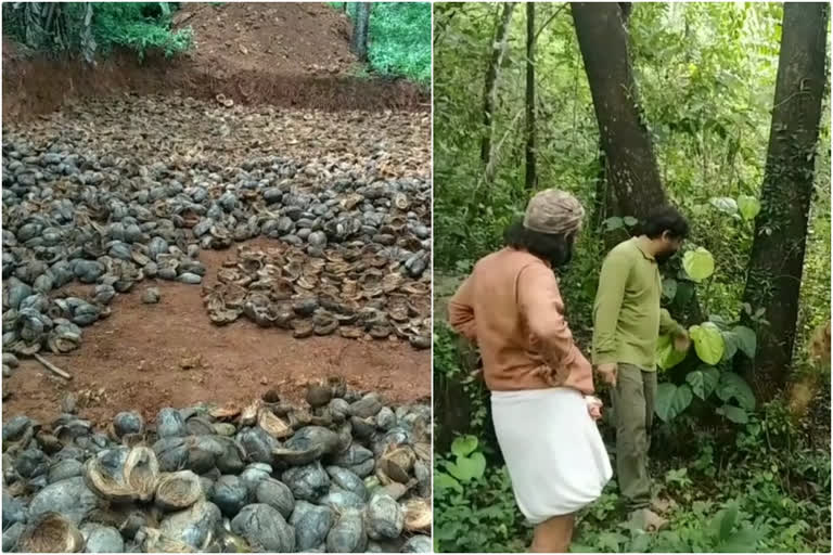 മലപ്പുറം  'മിയാവാക്കി'  വനവൽക്കരണം  ഇല ഫൗണ്ടേഷൻ  malappuram  Miyawaki forest plantation  Miyawaki forest  forest plantation