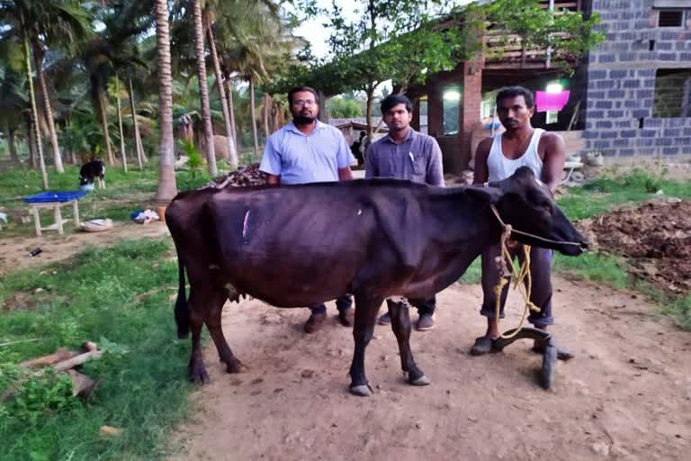 operation for cow