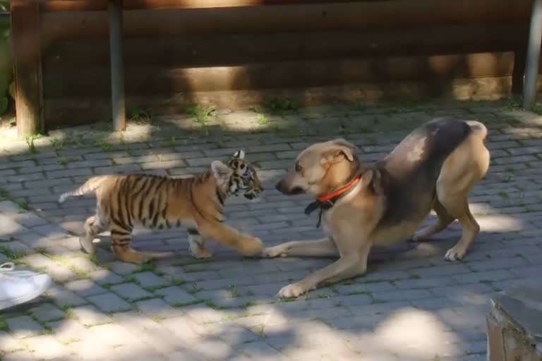 A tiny tiger at Madagascar zoo in the Russian city of Nizhny Novgorod found a canine companion.