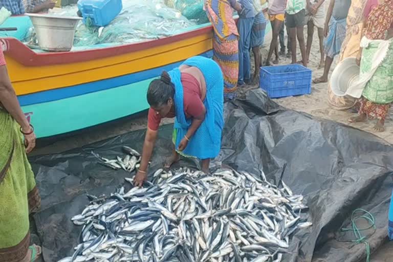 koala-fish-in-nagappatinam