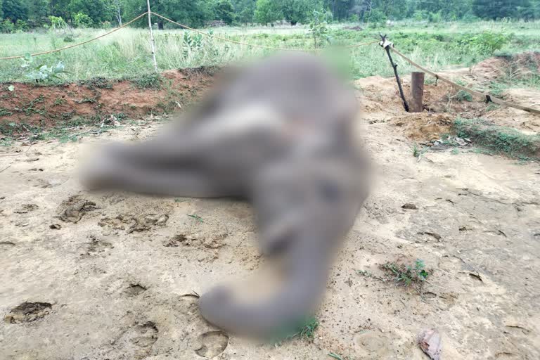 2 elephants killed in 2 days in dharamjaigarh