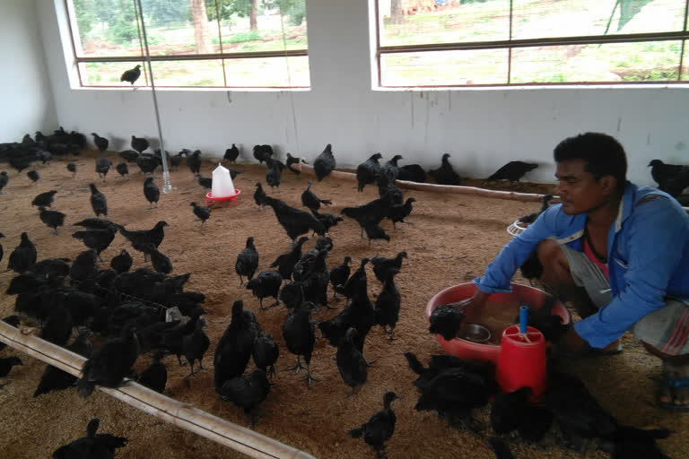 poultry farming business