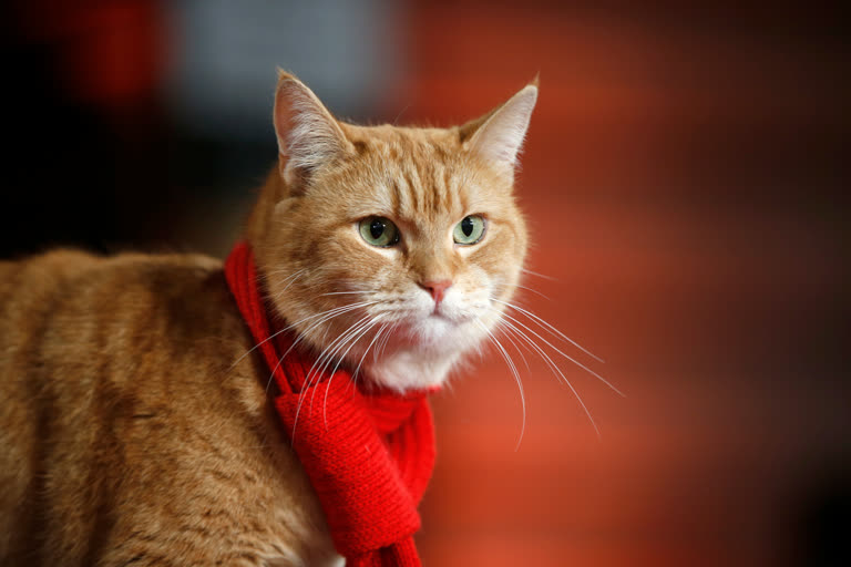 Famous feline of 'A Street Cat Named Bob' dies at 14