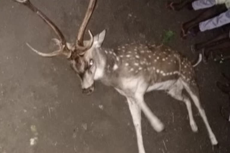 deer killed in dogs attack in magallu