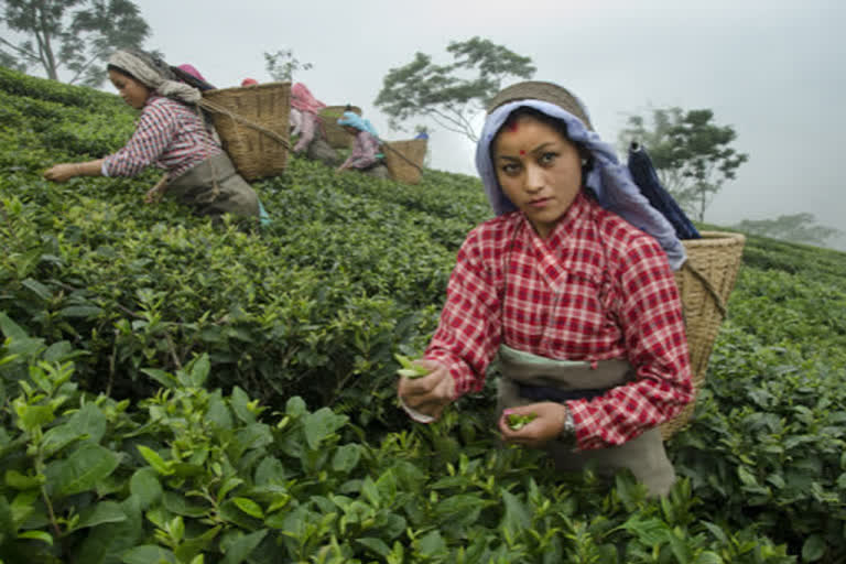 ETV Bharat special story on pesticides use in Tea Farms of West Bengal's Darjeeling