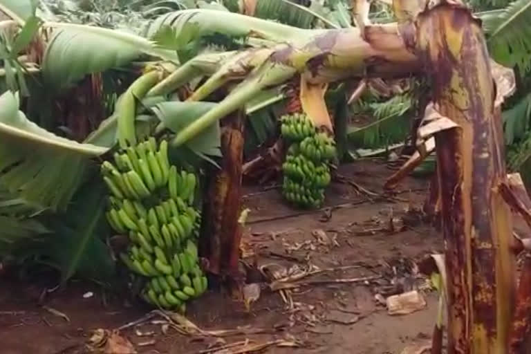 Heavy rain destroys banana crop in jalgaon amid Covid lockdown