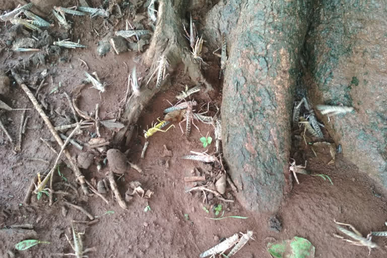 forest and agriculture department try to control Locust through Insecticide