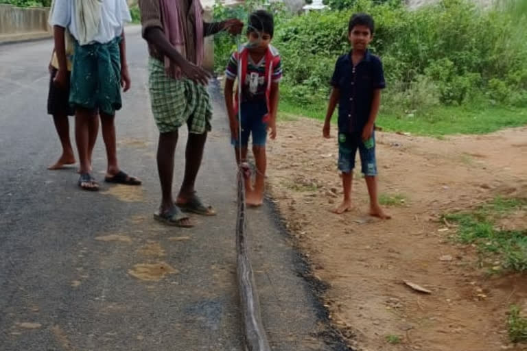 snake caught and killed in vijayanagaram district