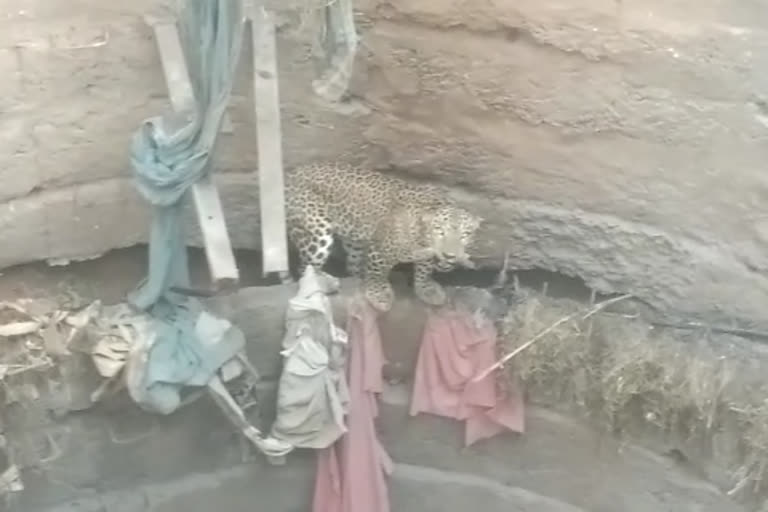 leopard escaped