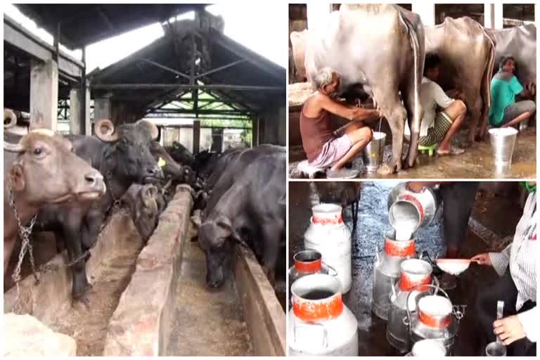 buffalo stables of mumbai city