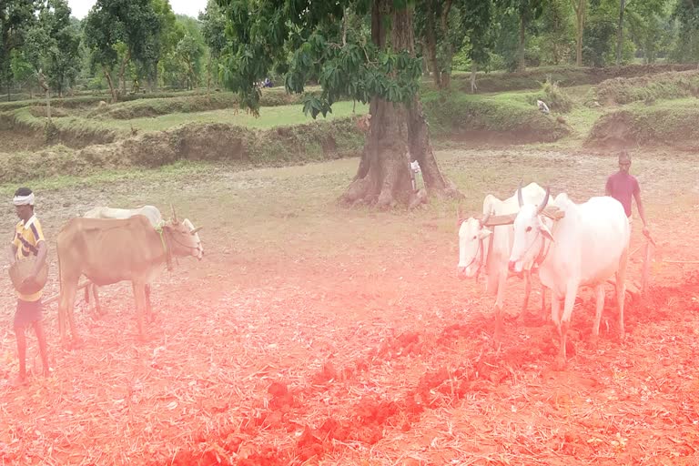 farmers-of-rajnandgaon-are-sowing-paddy-in-field