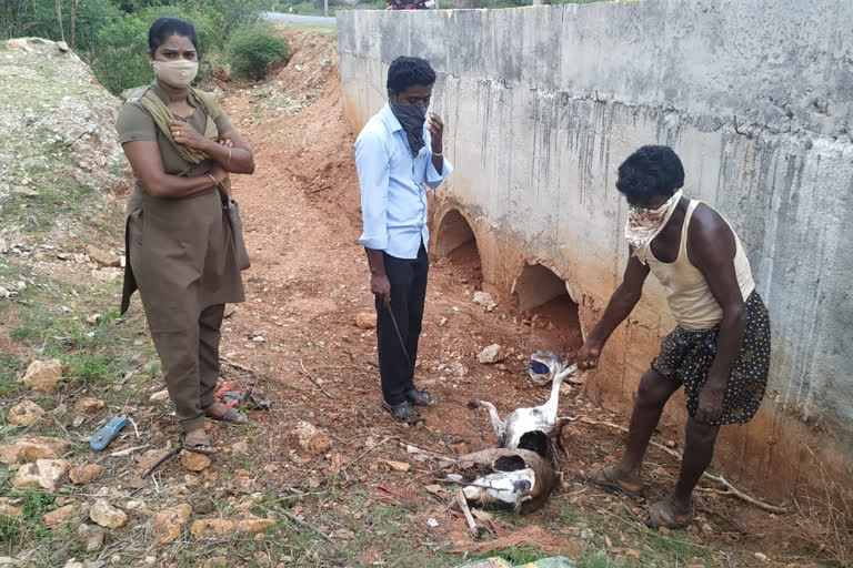 deer died in anantapur dst due to vehicle dashed